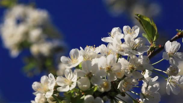 Primer plano de flores de cerezo blanco florece en las ramas de un árbol temblando de viento en el fondo del cielo azul oscuro rotación con el enfoque cambiante — Vídeos de Stock