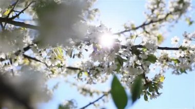 Hafif erken sabah güneşi ile beyaz kiraz parlayan ışık mavi gökyüzü arka plan, bir ağacın çiçek açan çiçekleri çiçek - sağa ve sola kaydır