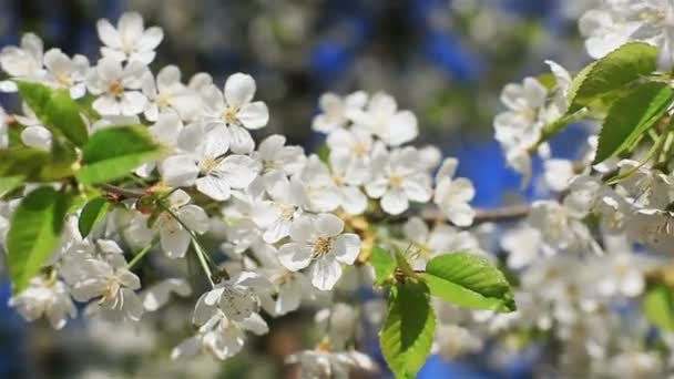 Close up of white cherry flowers blossoming on branches of a tree trembling in wind on a sunny spring day at light blurry blooms background - rotation to the right — Stock Video