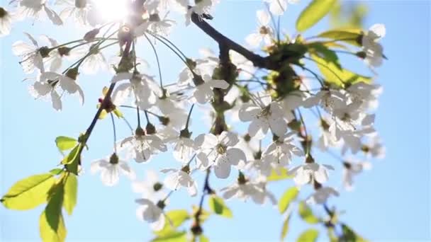 El sol suave de la mañana temprano que brilla a través de las flores blancas de cerezo florece en las ramas de un árbol que tiembla en el viento de brisa en el fondo del cielo azul claro - de cerca — Vídeos de Stock