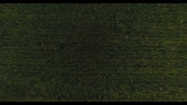 Buğday alan 4 k Hd uçan olgunlaşmamış yeşil buğday Başak kulakları çapraz hava izleme üzerinde yukarıda. Helikopter kamera düşük taşıyarak çekim kuşlar göz görünümü video. Çim doku deseninin