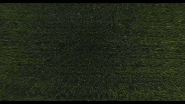 Wheat field from above 4K HD flying over unripe green wheat spike ears diagonal aerial tracking. Birds eye view video shot by copter camera moving low. Grass texture pattern — Αρχείο Βίντεο