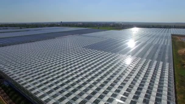 Serres agricoles industrielles 4k vue aérienne. Voler au-dessus de la plantation moderne serre zone avec soleil réfléchir sur les fermes de toit en verre pour la culture de plantes légumes fleurs réglementées conditions climatiques 
