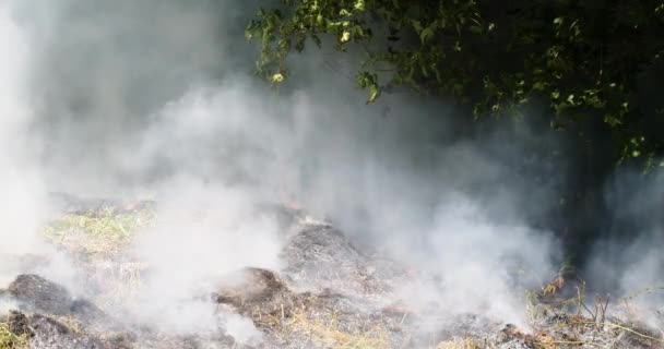 Закройте видео, снятое горящим лесом с густым дымом на фоне деревьев. Вид спереди на белый дымчатый лес с воспламенением огня летом замедленного действия. Глобальное потепление — стоковое видео