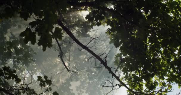 Natural frame wallpaper of dense woods with white fog and shining sunrays. Green trees growing in thick smoke steam on sunny day view from below slow motion. Nature ecology environment concept — Stock Video