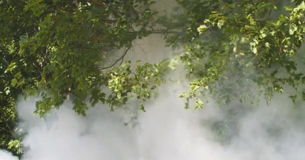 Fumo branco espesso enrolando em árvores verdes floresta câmera lenta. Vista frontal de madeiras cobertas de fumaça fechar a luz natural. Ambiente de protecção contra incêndios. Churrasco comida ao ar livre piquenique — Vídeo de Stock