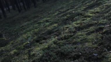 Çam ağaçlarının arasında kaotik bir şekilde ilerliyor. 