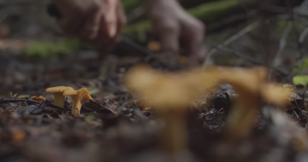 Defocused jamur memetik chanterelles di hutan. Sudut rendah dangkal melihat tangan laki-laki mengumpulkan jamur liar di hutan musim gugur selektif fokus lambat gerak. Gaya hidup aktivitas musiman — Stok Video