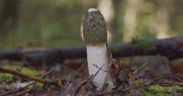 Macro shot van wilde paddestoel groeit in het najaar bos. Lage hoek uitzicht op groene stinkende morchel bedekt met rode mieren in bos natuurlijk licht close-up. Seizoensgebonden botanische omgeving — Stockvideo