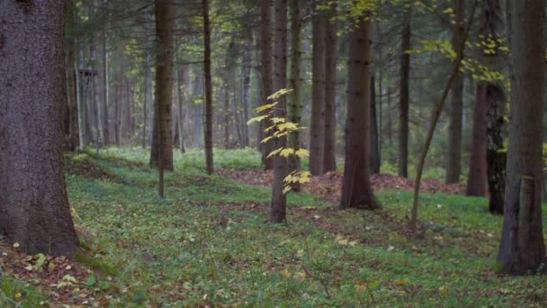 Peaceful autumnal landscape of wild forest falling leaves slow motion. Calm wallpaper of nature woods in autumn. Green woodland with growing trees. Tranquility environment care protection. — Vídeo de Stock