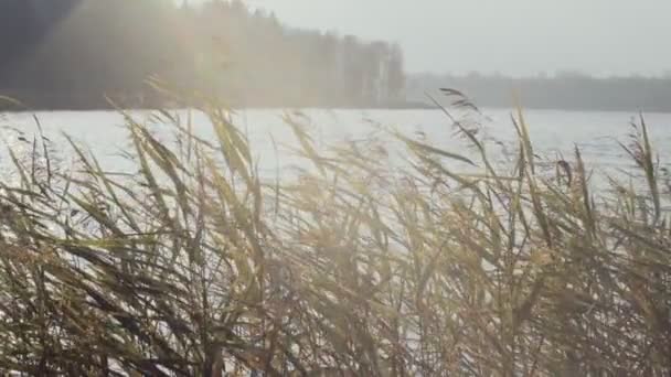 Kalme rustige landschap met riet beven op de wind slow motion zonnige dag. Droge gele stok groeit op lakeshore close-up lens oplichten natuurlijk zonlicht. Natuurbescherming ecologie milieu — Stockvideo