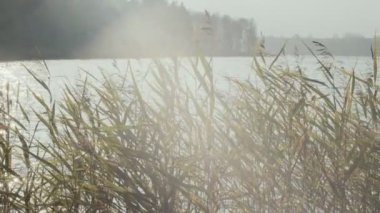 Göl kıyısında büyüyen parlak merceklerin kayan sarı renkli görüntüleri. Sazlığın içinden parlayan güneş dışarıda rüzgarda titreyen yavaş çekim. Doğa barışçıl ekoloji ortamı
