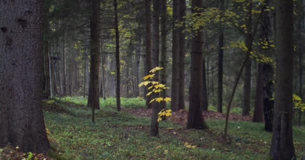 Mística floresta outono paisagem verde câmera lenta. Árvore de bordo amarelo solitário crescendo no parque nacional de florestas de elfos. Natureza papel de parede terra dia beleza. Protecção do ambiente cuidados ecológicos. — Vídeo de Stock