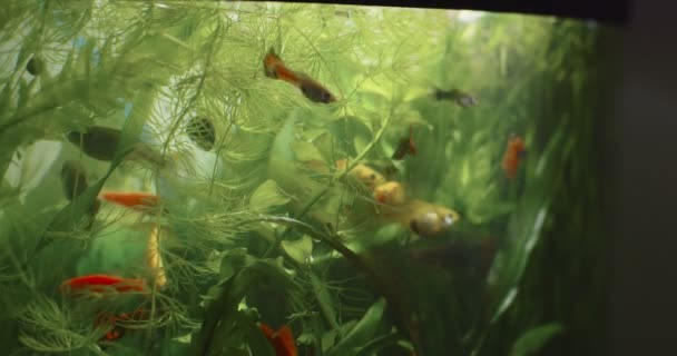 Макросъемка маленьких красочных аквариумных рыбок, движущихся на фоне зеленых морских водорослей. Стеклянный резервуар с большой россыпью желто-оранжевой ели. Мотивационные обои — стоковое видео