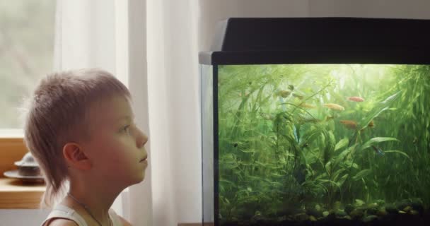 Leuke blonde jongen kijken naar vis in het aquarium bij gezellige thuis achtergrond slow motion. Zijaanzicht van grappige kind voor te bereiden om huisdier te voeden binnen. Genieten van het leren over het mariene leven. Jeugdgeluk — Stockvideo