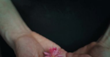 Makro ekin görüntüsü, erkek ellerinin siyah arka planda pembe nilüfer çiçeğini tuttuğu kayan kamera. Meçhul yogi adam avuçlarında güzel bir tomurcukla meditasyon yapıyor. Sakinlik, sakinlik, doğa, meditasyon, yoga.