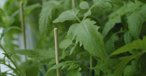 Jovens plantas de tomate em berçário pronto para plantio em jardim close up rastreamento tiro. Mudas em crescimento em estufa deslizante vista superior. Jardinagem biológica e cultura agrícola. — Vídeo de Stock