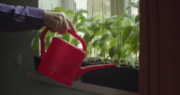 Hombre sin rostro mujer riego pimiento plántulas que crecen en macetas en el alféizar de la ventana en casa cámara lenta. Manos sosteniendo la regadera roja vertiendo agua en brotes jóvenes en el interior. Crecimiento vegetación primavera — Vídeo de stock