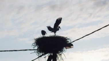 Mavi gökyüzü arka planında kanat çırpan iki leylek ile yuvanın siluetli ön görüntüsü. Vahşi kuş eğitiminin düşük açılı portresi doğal ışıkla geri dönmeyi öğreniyor. Ekoloji nesli tükenmekte olan türler 