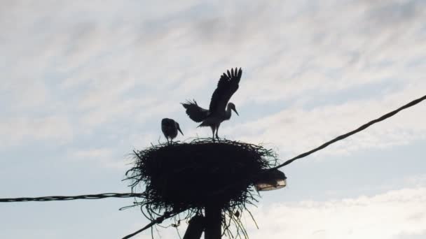 Silhuett framsida av boet med två storkar flaxande vingar på blå himmel bakgrund. Låg vinkel porträtt av vilda fåglar utbildning lära sig att flyga bakgrundsbelyst med naturligt ljus. Ekologi utrotningshotade arter — Stockvideo