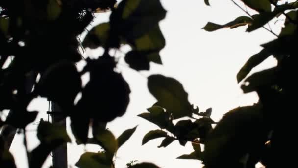 Retrato enmarcado de mano de un par de cigüeñas paradas en el nido cerca unas de otras. Dos pájaros salvajes acariciando picos de baja vista angular a través de hojas de árboles. Protección del amor animal. Ecología concepto de vida silvestre — Vídeo de stock