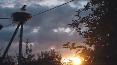 Leylek yuvasının manzarası. Altın günbatımı arka planında kanatlarını çırpan yalnız bir kuş. Akşam kırsalının güzel alçak açılı görüntüsü batan güneş ve yaban leyleği yuvası 