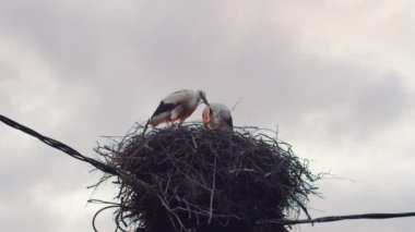 Gökteki yuvada duran iki beyaz leyleğin düşük açılı portresi uzay metnini kopyalıyor. Birbirine aşık bir çift kuş, el yapımı kurtçuk yiyor. Nesli tükenmekte olan türler Belarus 'un Avrupa sembolü 
