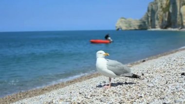 Shingle Plajı Etretat, Normandy, Fransa için dikkatli bir martı Close-Up