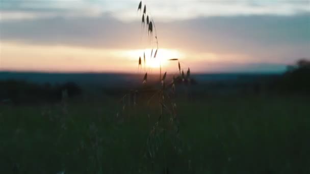 Sunset in a meadow, sun and grass — Stock Video