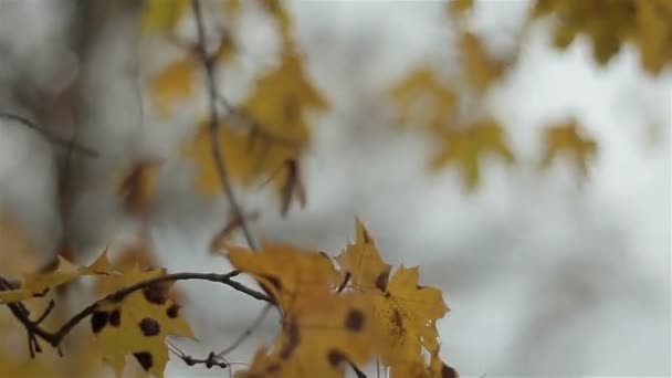 Feuilles jaunes d'automne oscillant dans le vent — Video