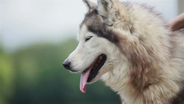 Grand chien pelucheux respiration husky avec la langue traîner. 3 plans dans une séquence, les yeux en gros plan — Video