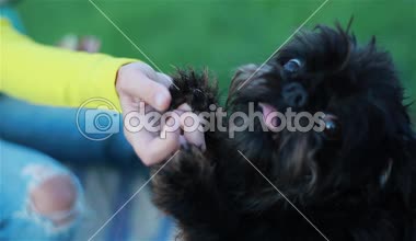 Kız gıdalardan eller alarak küçük şirin tüylü köpek. Yakın çekim