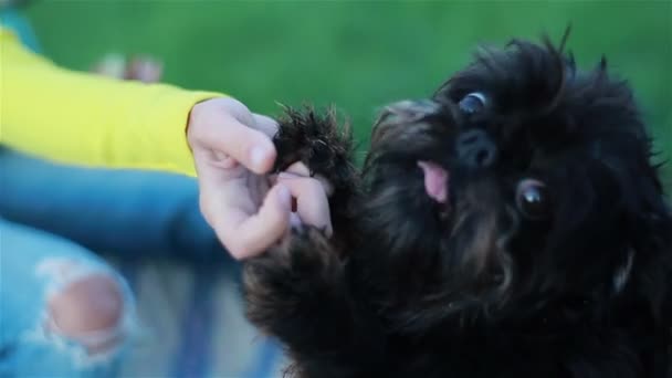 Μικρό χαριτωμένο δασύτριχο σκυλί λήψη τροφίμων από το κορίτσι τα χέρια. Κινηματογράφηση σε πρώτο πλάνο — Αρχείο Βίντεο