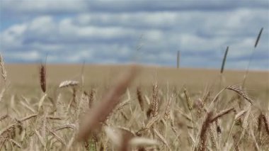 Tarlada buğday filizi var. Çekim