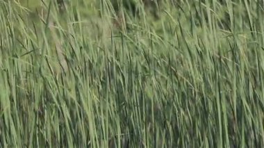 Rüzgarda sallanan yeşil çimenlik