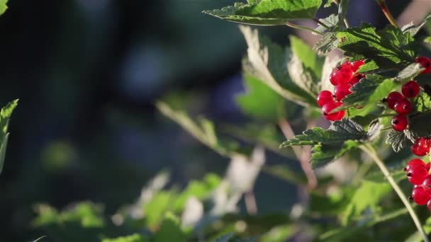 Grosella roja creciendo. Bayas de grosella roja maduras y frescas orgánicas cultivadas en el jardín. Pan. De cerca. — Vídeos de Stock