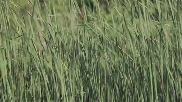 Campo de hierba verde balanceándose en el viento — Vídeo de stock