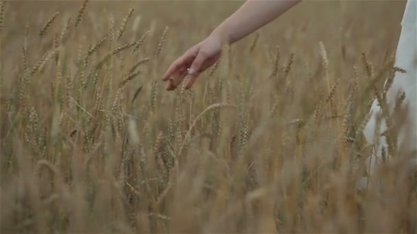 Donna che tocca delicatamente punte di grano nel campo. Primo piano — Video Stock