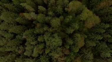 yoğun orman yeşil ağaç kısımları üzerinde uçan 4 k hava manzara -. Sualtı moss doku deseninin