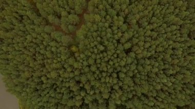 Yeşil ağaç üzerinde uçan 4 k hava manzara -. Yavaş iniş yoğun orman alanı içinde. Sualtı moss doku deseninin