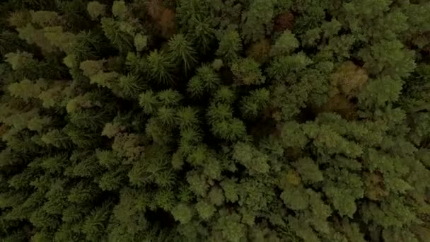 4K vue aérienne - survolant les cimes vertes d'arbres de forêt dense. Modèle de texture de mousse sous-marine 