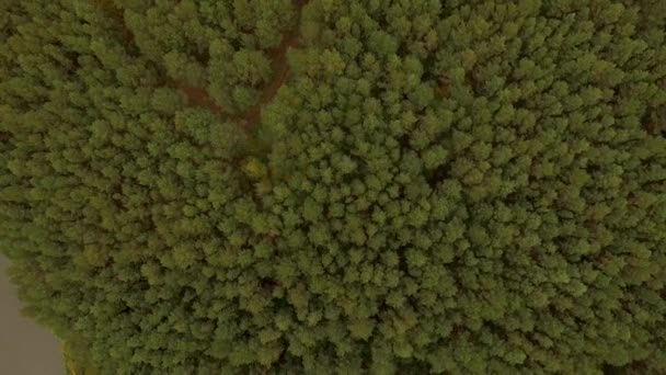 4 k 鸟瞰图-飞越绿色木材。在茂密的森林地区的缓慢登陆。水下苔藓纹理图案 — 图库视频影像