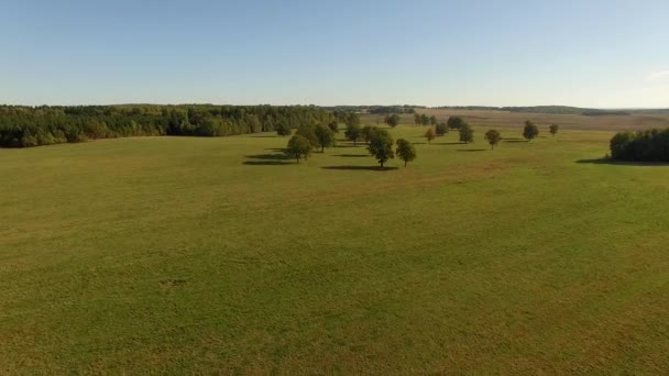 Vista aérea 4K de árvores verdes no campo de verão perto da textura da floresta — Vídeo de Stock