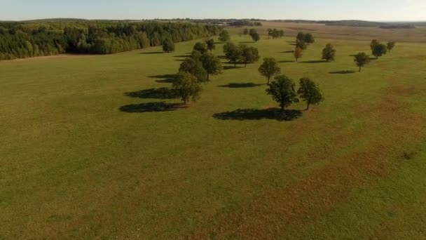 4K vista aerea di alberi verdi nel campo estivo vicino struttura forestale — Video Stock