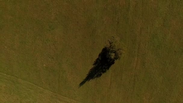 Vista aérea del campo verde y el patrón de árboles 4K — Vídeos de Stock