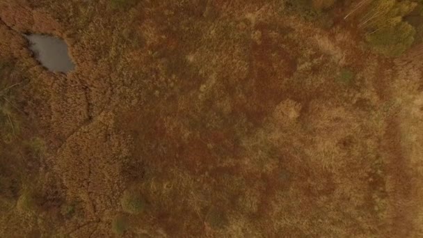 4k letecký snímek - let podél barevné podzimní pole — Stock video