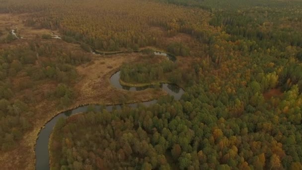 4 k Αεροφωτογραφία - όμορφα meandering ποταμού και του φθινοπώρου του δασικού — Αρχείο Βίντεο