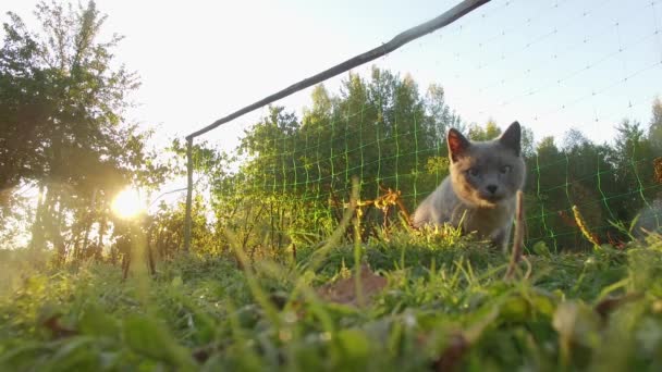 4 k nieuwsgierige kat angstig camera kijken — Stockvideo