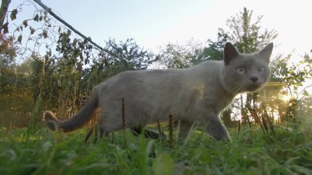 4K gato cinza olhando em linha reta para a câmera em movimento na grama — Vídeo de Stock