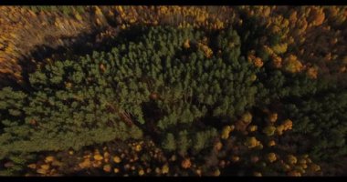 sonbahar ağaç üst kısımları yoğun orman üzerinde uçan 4 k hava manzara -. Sarı ve yeşil yosun doku deseninin